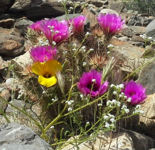 Screen Shot 2016-11-06 at 9.06.44 AM.png